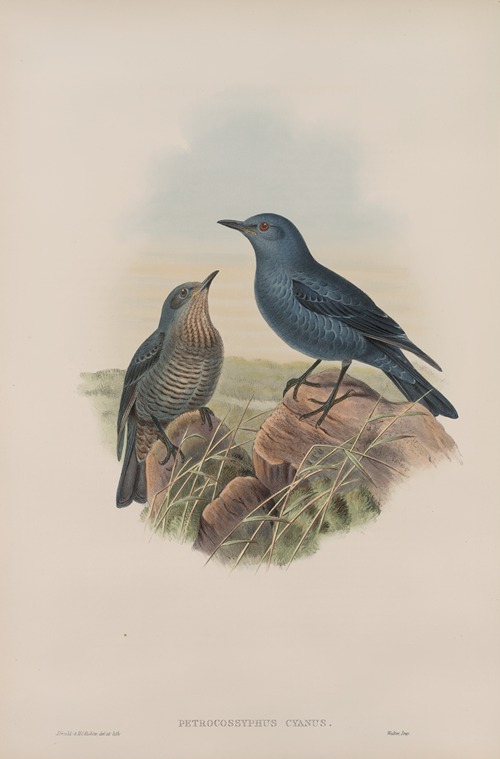 Petrocossyphus cyanus. Blue Rock-Thrush.