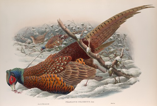 Phasianus colchicus. Common Pheasant.