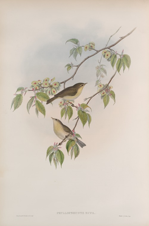 Phyllopneuste rufa. Chiff-chaff.