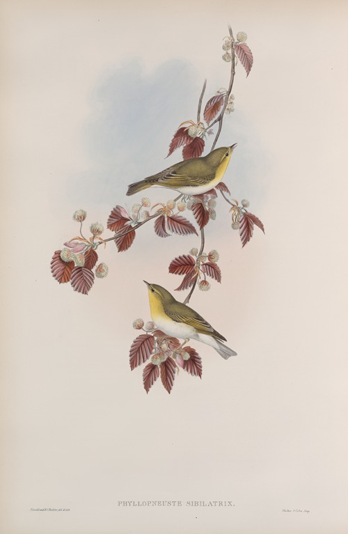 Phyllopneuste sibilatrix. Wood-Wren.
