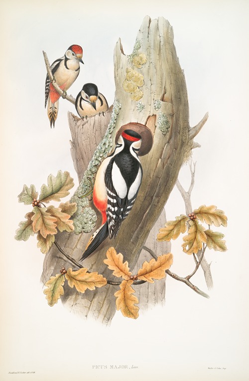 Picus major. Great Spotted Woodpecker.