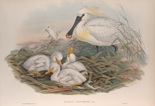 Platalea-leucorodia. Spoonbill.