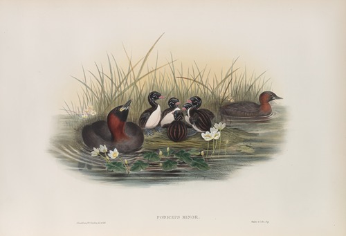 Podiceps minor. Little Grebe, or Dabchik.