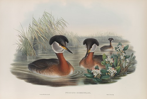 Podiceps rubricollis. Red-necked Grebe.