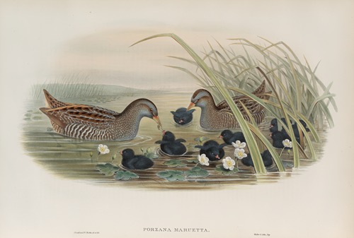 Porzana maruetta. Spotted Crake.