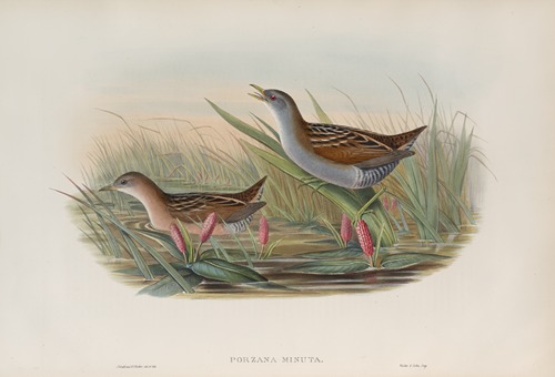 Porzana minuta. Olivaceous Crake.