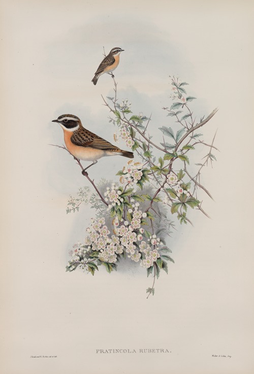 Pratincola rubetra. Whinchat.