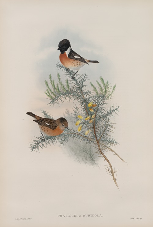 Pratincola rubicola. Stone-chat, or Furze-chat.