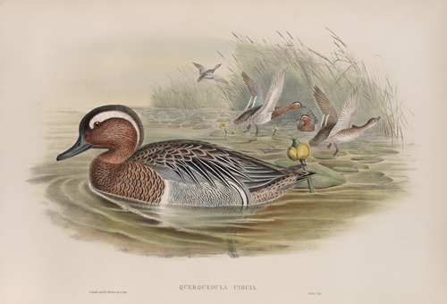 Querquedula circia. Garganey.