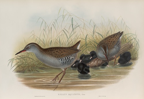 Rallus aquaticus. Water-Rail.
