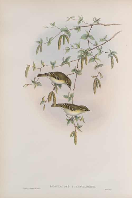 Reguloïdes superciliosus. Yellow-browed Warbler.