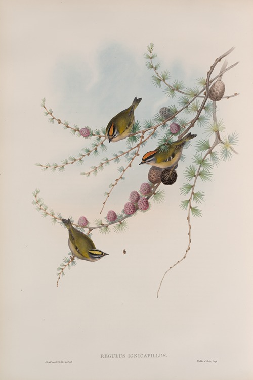 Regulus ignicapillus. Fire-crested Wren.