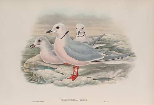 Rhodostethia Rossii. Ross’s Gull.