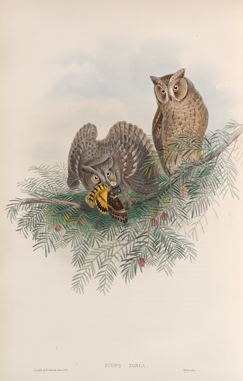 Scops zorca. Scops Eared Owl.