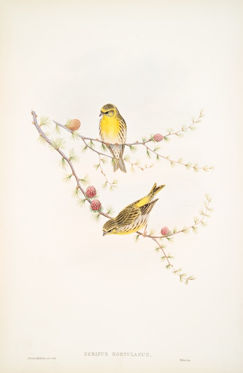 Serinus hortulanus. Serin Finch.