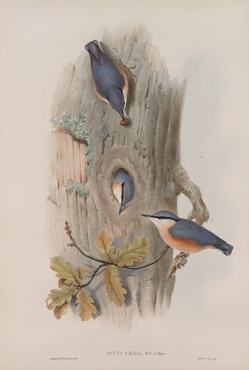 Sitta cæsia. Nuthatch.