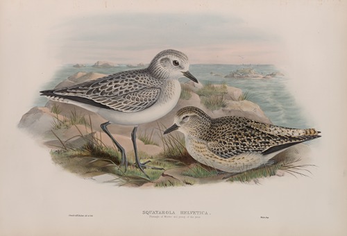 Squatarola helvetica. Plumage of Winter and young of the year.