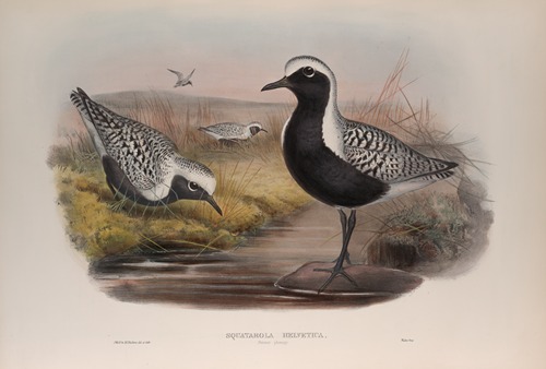 Squatarola helvetica