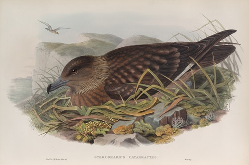 Stercorarius catarrhactes. Great Skua.