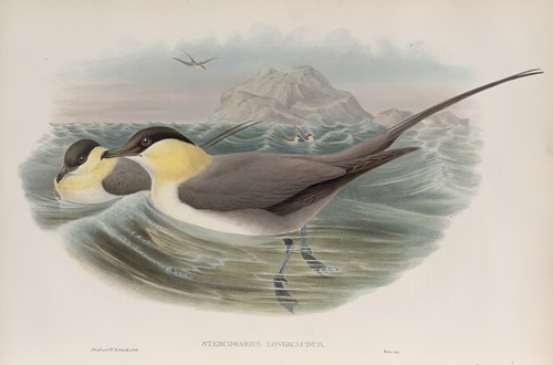 Stercorarius longicaudus. Long-tailed Skua.