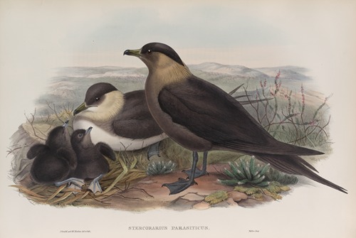 Stercorarius parasiticus. Arctic Skua.