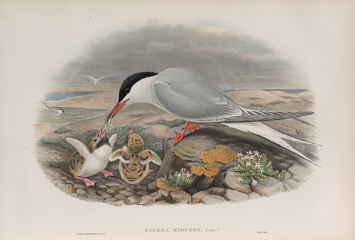 Sterna hirundo. Common Tern.