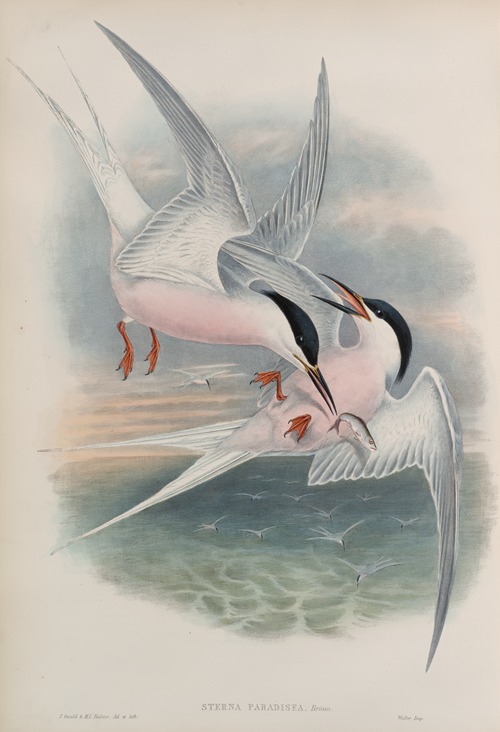 Sterna paradisea. Roseate Tern.