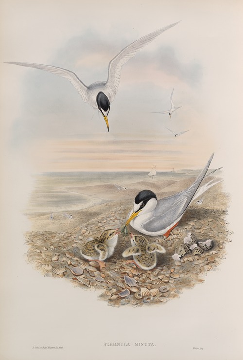 Sternula minuta. Little Tern.