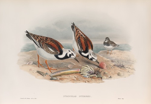 Strepsilas interpres. Turnstone