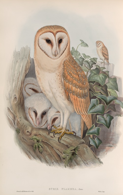 Strix flammea. Barn-Owl.