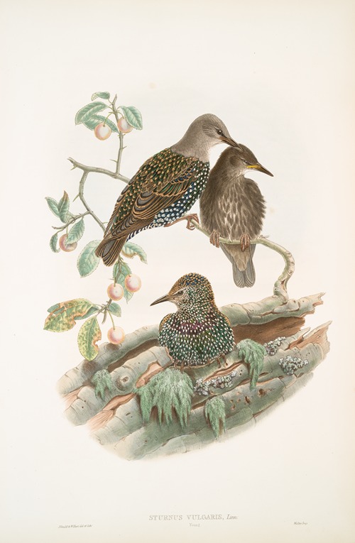Sturnus vulgaris. Young. Starling (young).