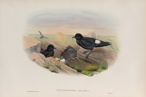 Thalassidroma pelagica. Storm-Petrel.