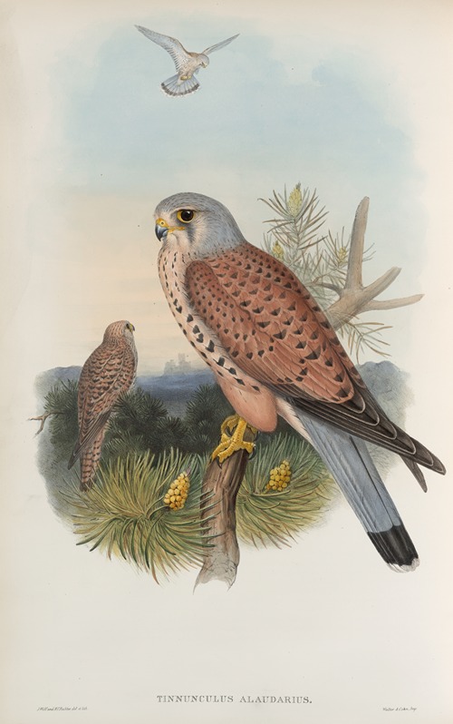 Tinnunculus alaudarius. Kestrel.