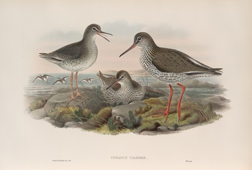 Totanus calidris. Redshank.