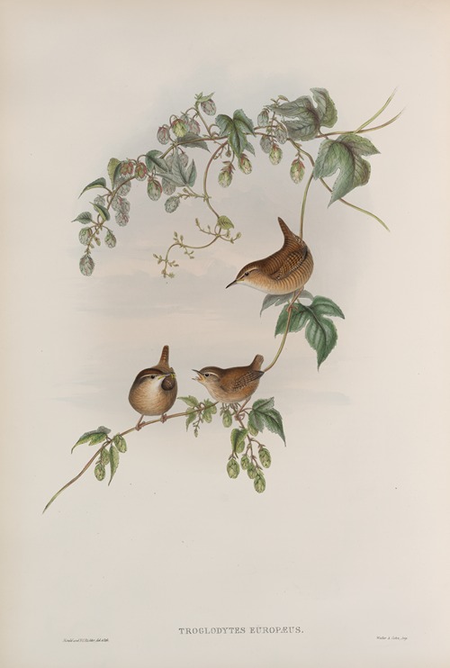 Troglodytes europæus. Common Wren.