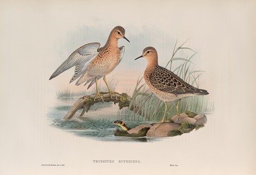 Tryngites rufescens. Buff-breasted Sandpiper.