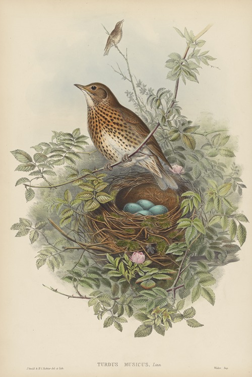 Turdus musicus. Thrush.