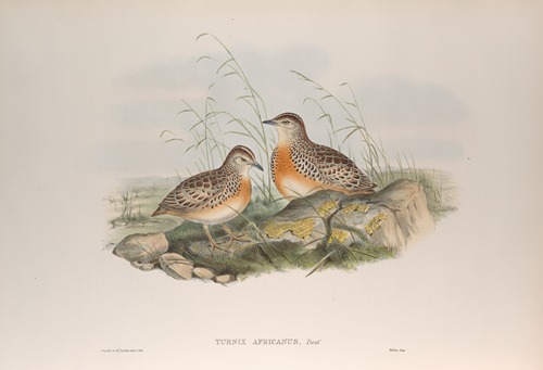 Turnix africanus. Andalusian Turnix.