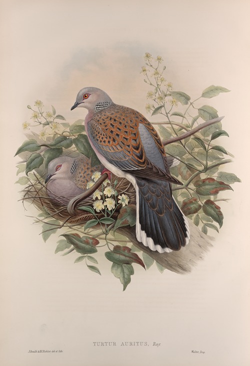 Turtur auritus. Turtle-Dove.