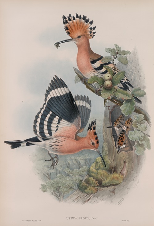 Upupa epops. Hoopoe.