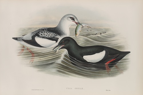 Uria grylle. Black Guillemot.