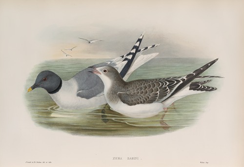 Xema Sabini. Sabine’s Gull.
