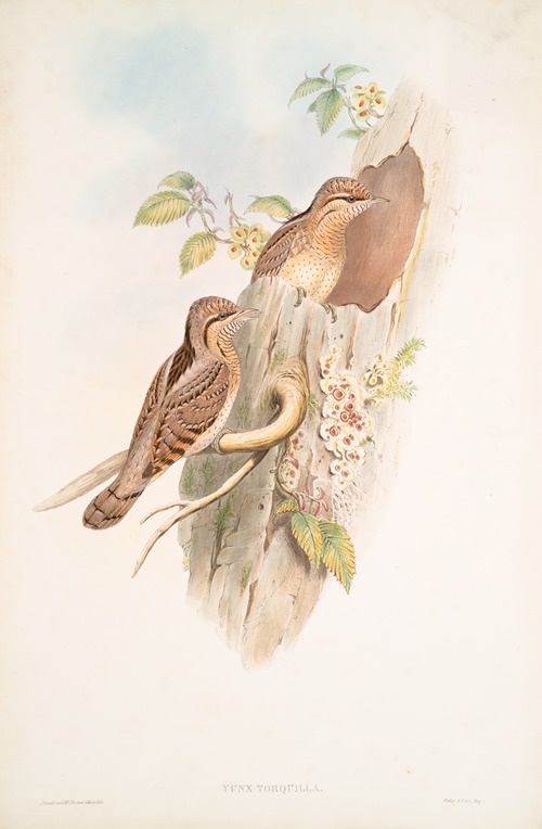 Yunx torquilla. Wryneck.