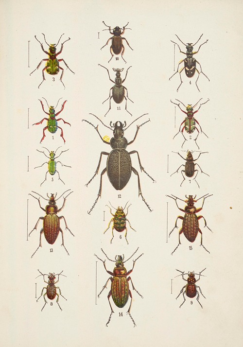 Chrząszcze (Beetles) Pl.01