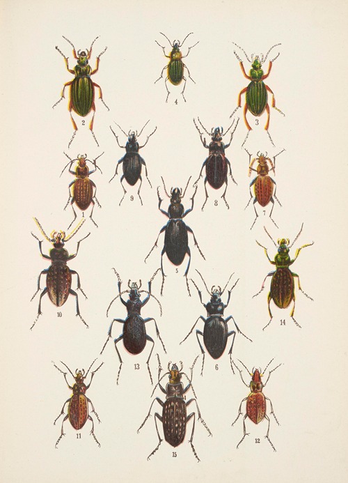 Chrząszcze (Beetles) Pl.02