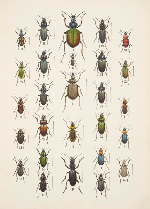 Chrząszcze (Beetles) Pl.03