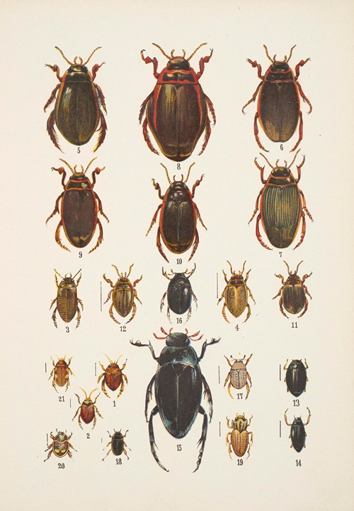 Chrząszcze (Beetles) Pl.04