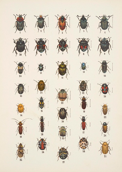 Chrząszcze (Beetles) Pl.06