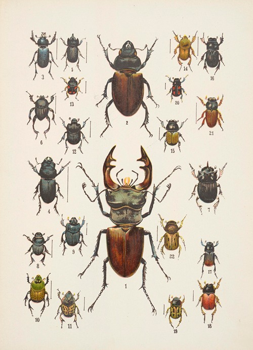 Chrząszcze (Beetles) Pl.07