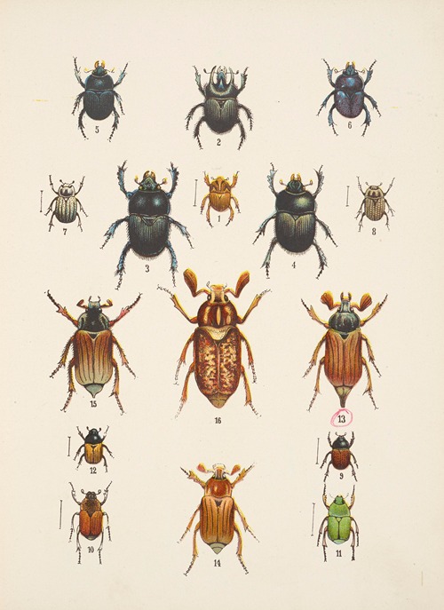 Chrząszcze (Beetles) Pl.08